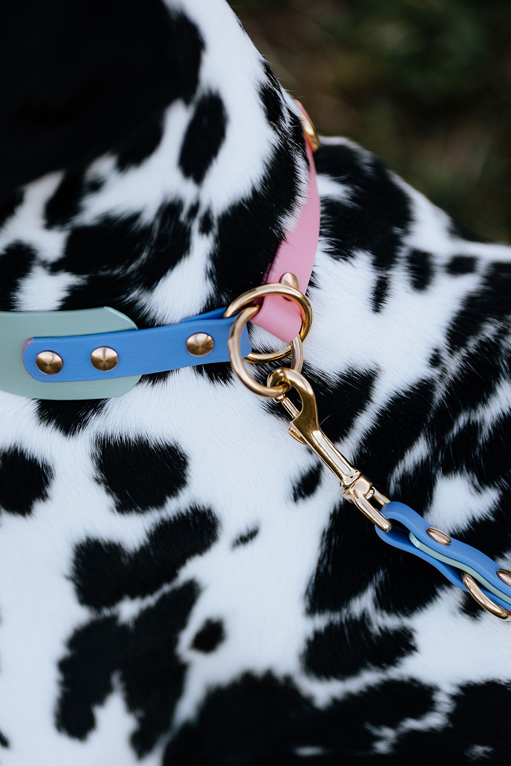 BBueyuekkavir_Kahu_VK-I-Collar1